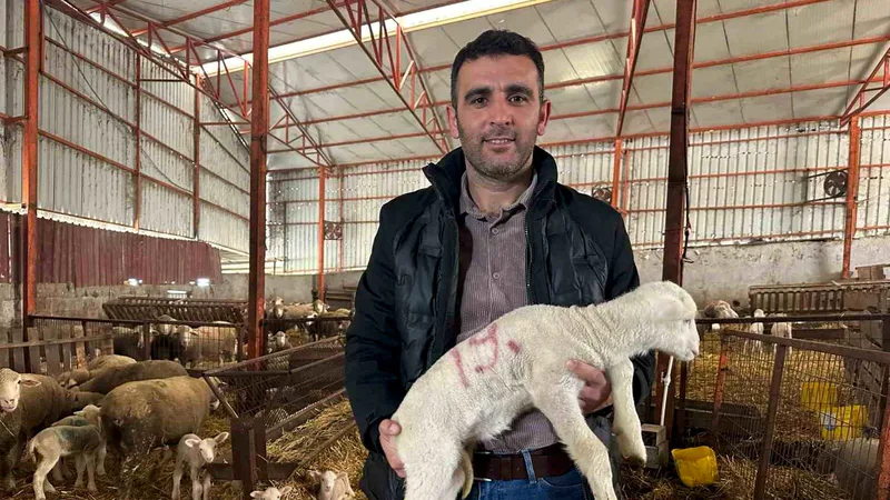 Balıkesir Manyas'ta 57 yıldır safkan koyun yetiştiren Emre Sömer, koyunculuk
