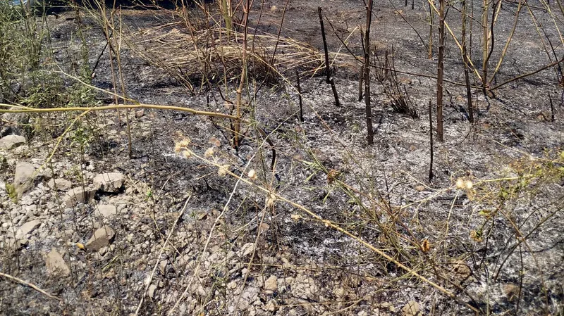Balıkesir'in Altıeylül ilçesinde Büyük Bostancı ile Ovaköy mahalleleri arasındaki arazide