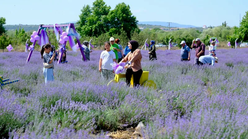 Altıeylül Belediyesi'nin gelenekselleştirdiği 4. Lavanta Günleri, 19-21 Haziran tarihlerinde Nergiz