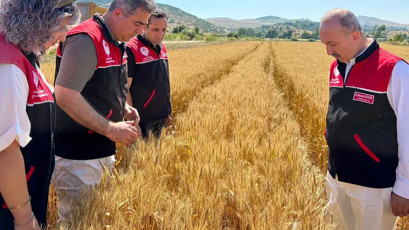 Balıkesir İl Tarım ve Orman Müdürlüğü, Karesi ilçesinde hububat alanlarında
