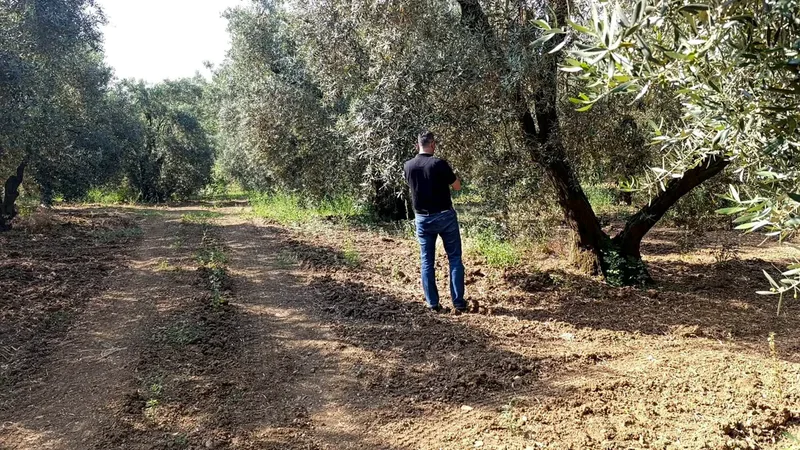 Balıkesir İl Tarım ve Orman Müdürlüğü, zeytin sineği popülasyonunu yakından