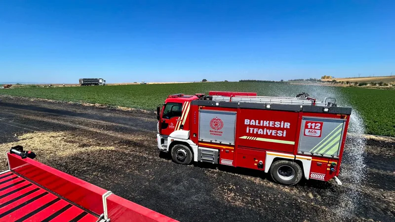 Balıkesir'in Bandırma Aksakal ve İvrindi Kirazören mevkiinde ekili arazilerde çıkan