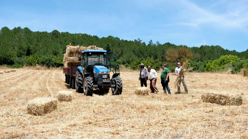Balıkesir Üniversitesi'nin 600 dekar alanında yılın ilk hasadı 7'li karma