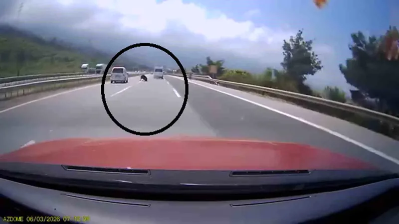 Hatay'ın Payas ilçesi mevkiinde otobana fırlayan başıboş angus, sürücülere korku