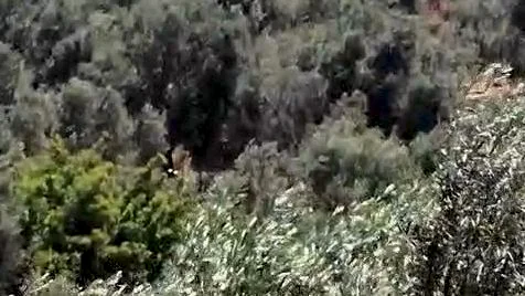 Balıkesir'in Burhaniye ilçesine bağlı Pelitköy Mahallesi'nde zeytinlik alanda çıkan yangın,