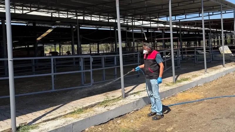 Balıkesir Havran'da Kurban Bayramı sonrası canlı hayvan pazarında geniş kapsamlı