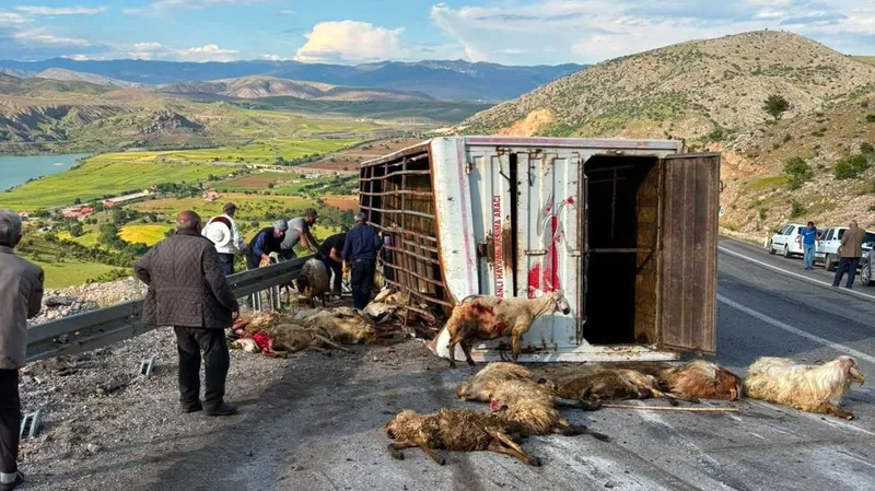 Erzincan'ın İliç ilçesinde canlı hayvan taşıyan kamyonun kaza yapması sonucu