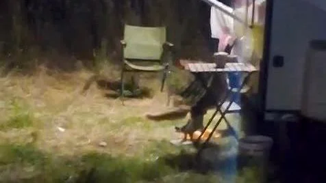 Ayvalık ilçesi Cunda Adası'ndaki bir kamp alanına gece saatlerinde giren