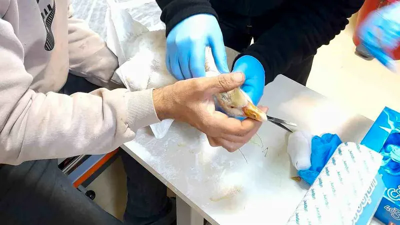 Elazığ'ın Karakoçan ilçesinde atmacanın saldırısına uğrayan yavru kaz, devlet hastanesine