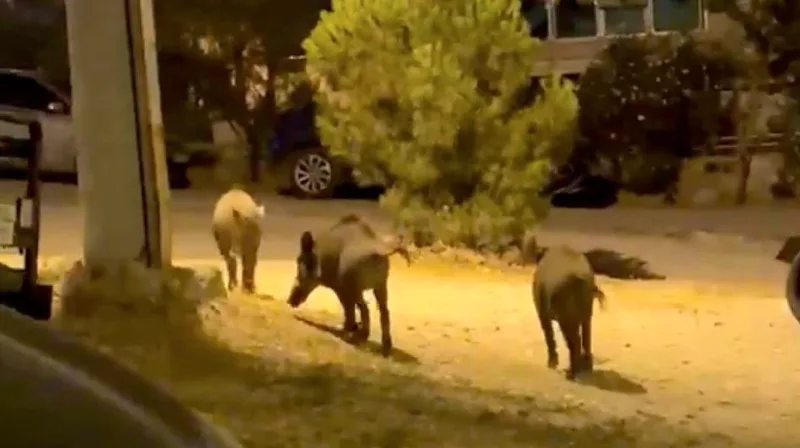 Ayvalık ilçesinde akşam saatlerinde mahalle aralarında görüntülenen yaban domuzları, vatandaşlarda