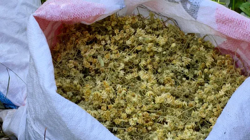 Balıkesir Orman Bölge Müdürlüğü koordinasyonunda İclaliye Mahallesi'nde başlayan ıhlamur hasadı,