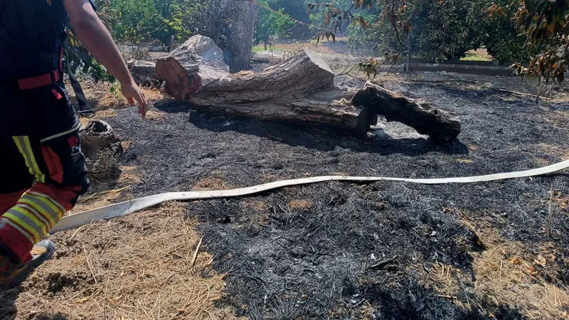 Balıkesir'in Havran ilçesinde çıkan ot yangını, rüzgarın etkisiyle zeytinlik alana