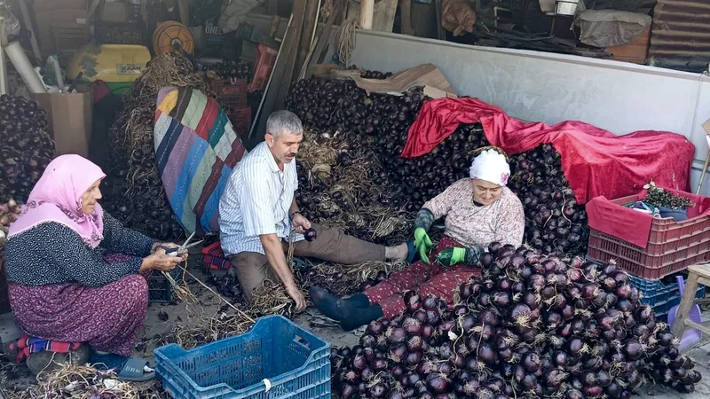 Balıkesir'in Erdek ilçesinde coğrafi işaretli Kapıdağ mor soğanı hasadı tamamlanırken