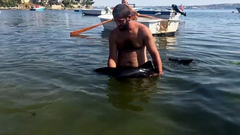 Balıkesir'in Erdek ilçesinde karaya vuran yaklaşık 1,5 metre uzunluğundaki yavru