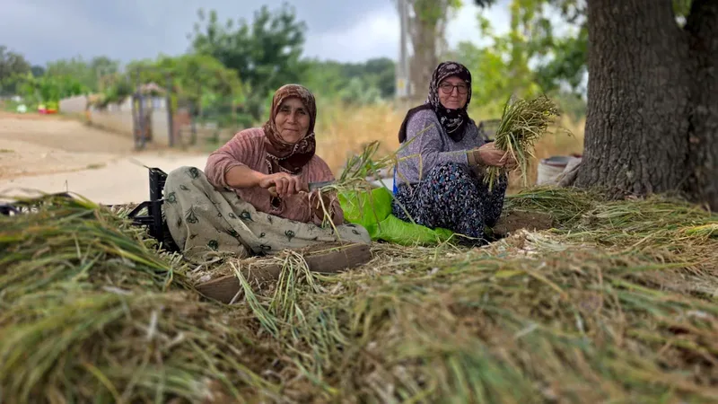 Türkiye'nin pırasa ambarı olarak bilinen Bandırma'nın kırsal mahallelerinde sezon çalışmaları
