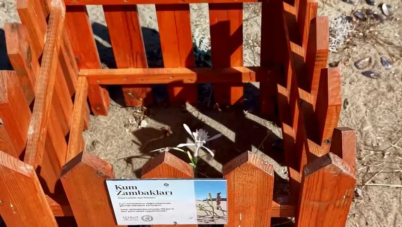 Ayvalık ilçesi Badavut Sahili'nde nesli tükenme tehlikesindeki kum zambakları, doğal