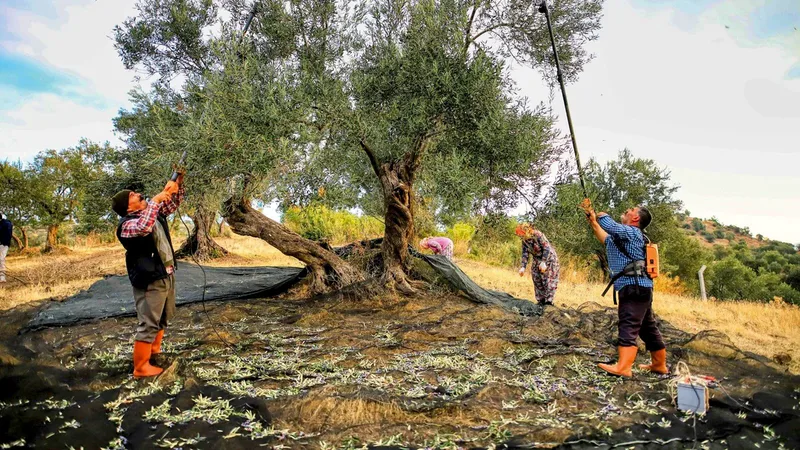 Güney Marmara'da zeytin hasadı sezonu açıldı. Bandırmalı üretici Hayri Onur
