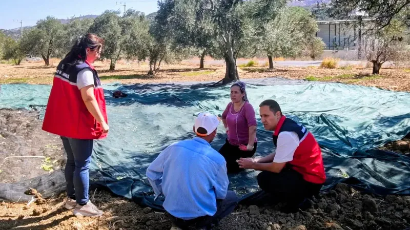Balıkesir'in Gömeç ilçesinde zeytin hasadı başlarken, dünden beri etkili olan