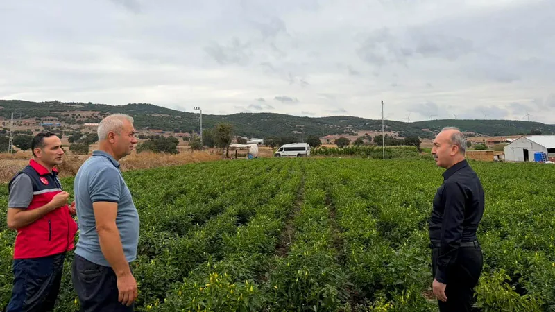 Balıkesir'in Karesi ilçesine bağlı Turplu mahallesinde turşuluk biber hasadı tüm