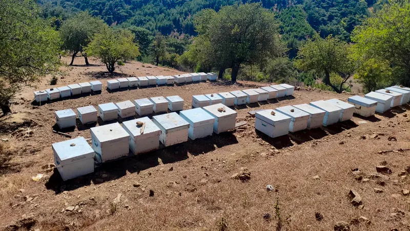 Balıkesir İl Tarım ve Orman Müdürlüğü ekipleri, Kazdağları'nın eşsiz florasında