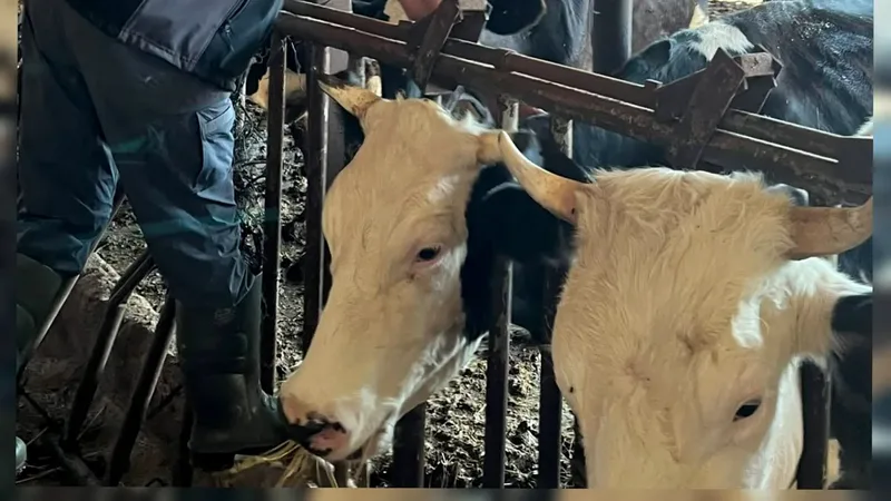 Kepsut İlçe Tarım ve Orman Müdürlüğü ekipleri, Mahmudiye Mahallesi'ndeki büyükbaş