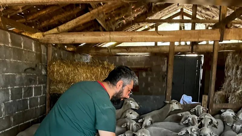 Kepsut İlçe Tarım ve Orman Müdürlüğü ekipleri, Dereli Mahallesi'nde küçükbaş