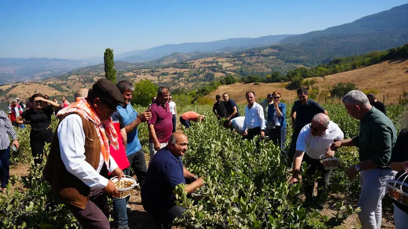 Sındırgı'nın Çıkrıkçı Mahallesi'nde bu yıl üçüncüsü düzenlenen Aronya Hasat Şenliği,