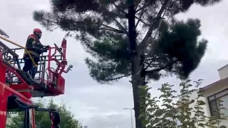 Ayvalık'ın Sahilhent Mahallesi'nde ağaca mahsur kalan kedi, itfaiye ekiplerinin müdahalesiyle