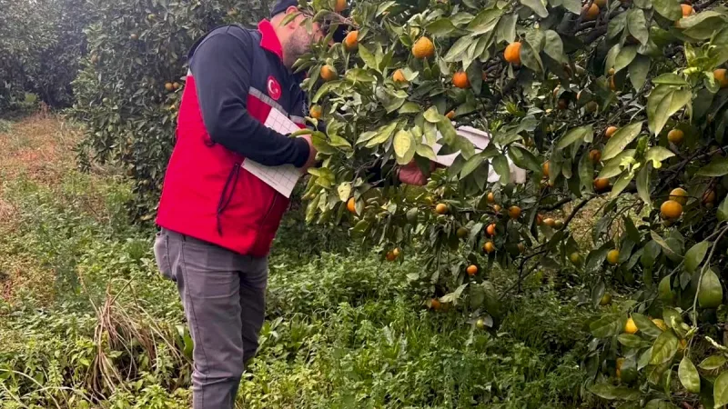 Edremit İlçe Tarım ve Orman Müdürlüğü, meyve bahçelerindeki biyoteknik tuzakları