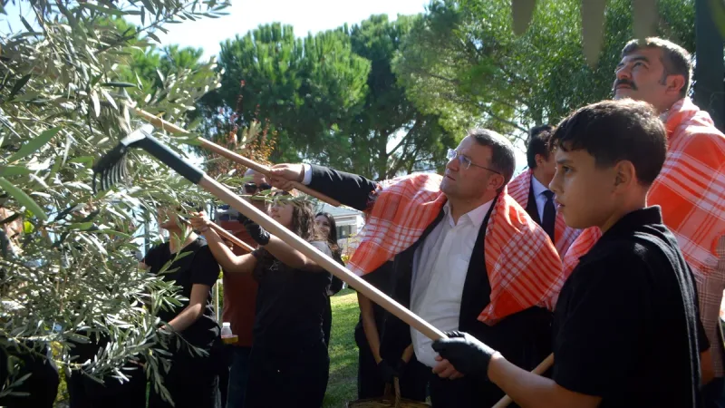 Ayvalık Zeytin Hasat Festivali, öğrencilerin zeytin hasadı ve taş baskıyla