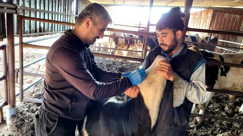 Balıkesir genelinde büyükbaş ve küçükbaş hayvanları kapsayan Bruselloz aşılama programı