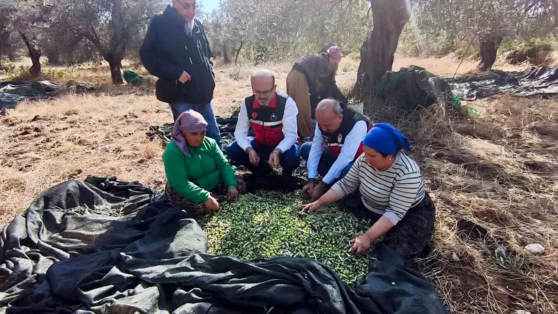 Balıkesir İl Tarım ve Orman Müdürlüğü, Körfez bölgesinde süren zeytin