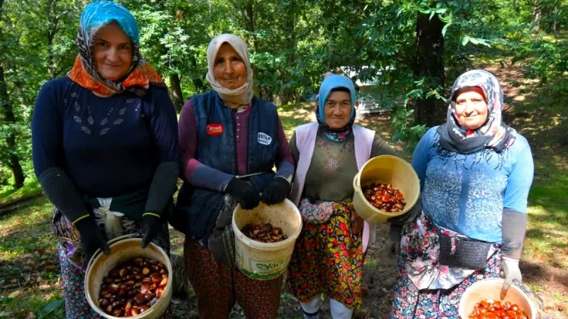 Balıkesir genelinde kestane hasadı başladı. Yüksek rakımlı ormanlarda doğal yöntemlerle
