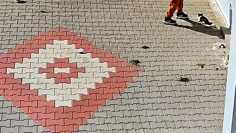 Bandırma ilçesinde bir çocuğun kediye kötü muamelede bulunduğu anlar güvenlik
