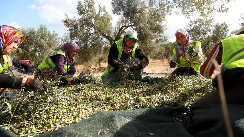 Burhaniye Belediyesi, 3 bin zeytin ağacında 2026 yılı hasat sezonunu