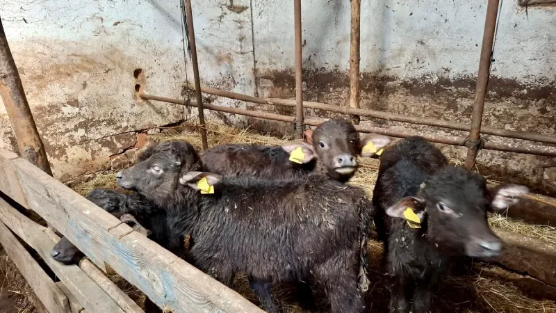 Balıkesir İl Tarım ve Orman Müdürlüğü heyeti, Dursunbey'deki Anadolu mandası