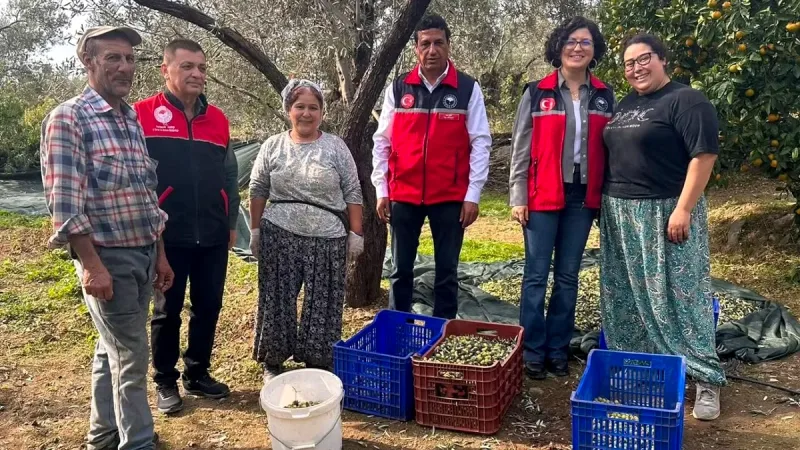 Edremit zeytin hasadı çalışmalarına katılan İlçe Tarım ve Orman Müdürü