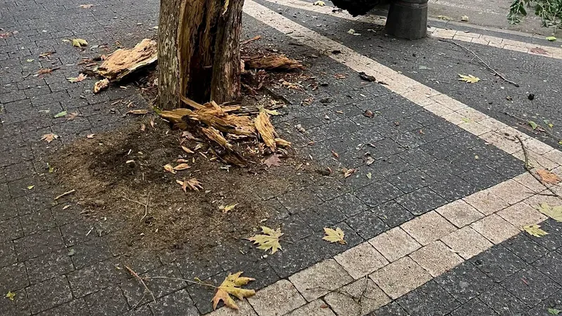 Erdek ilçesinde etkili olan kuvvetli fırtına, Pazar Meydanı'ndaki bir ağacı
