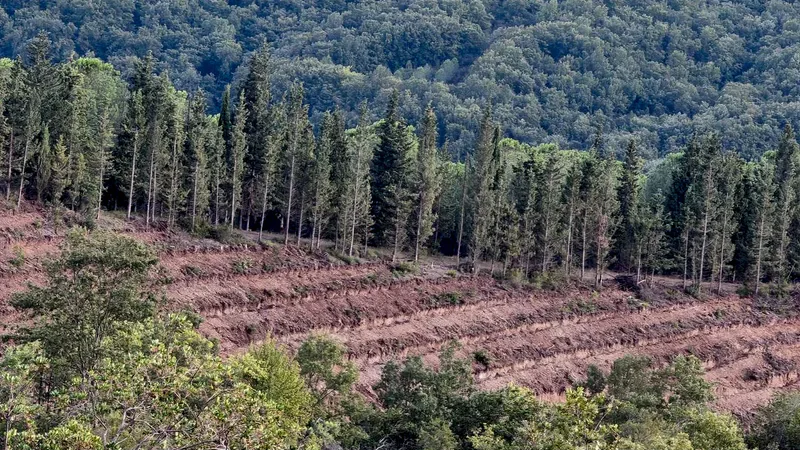 Balıkesir Orman Bölge Müdürlüğü, Gönen ilçesinde kurulan 250 hektarlık endüstriyel