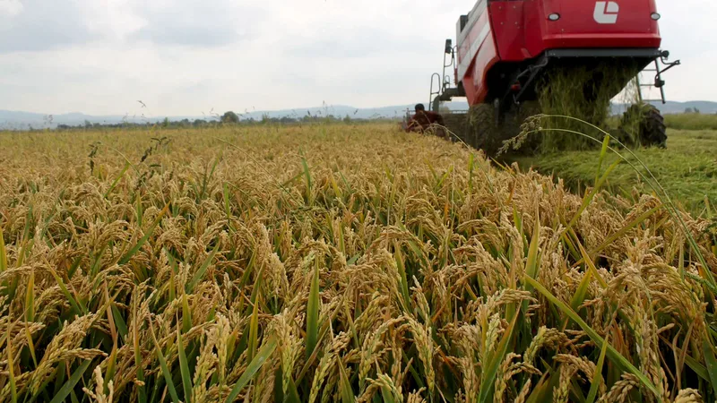 Türkiye'nin önemli çeltik üretim merkezlerinden Balıkesir'in Manyas ilçesinde çeltik hasadı