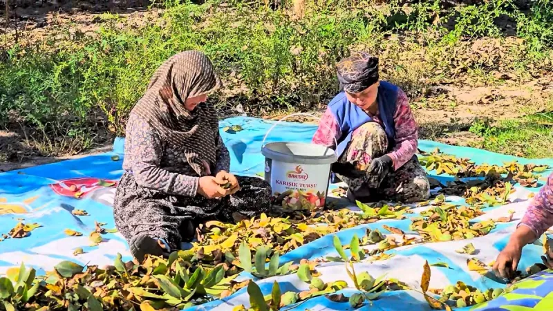Sındırgı'da sonbaharla birlikte yoğunlaşan ceviz hasadı, bu yıl yüksek rekolte