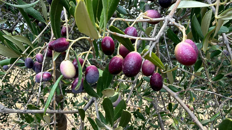 Oleolog Dr. Mücahit Kıvrak, kaliteli zeytinyağı üretimi için zeytin hasadının